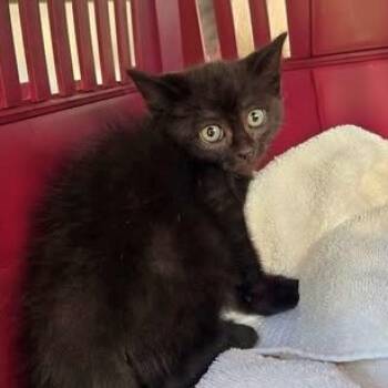 Rescue Domestic Short Hair Cats for Adoption in Morton Grove, Illinois - Jordie | PetCurious