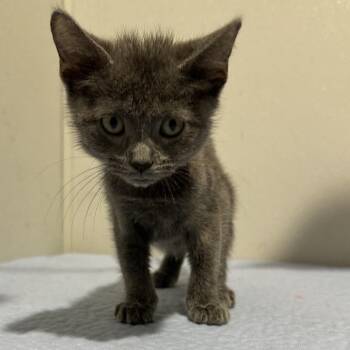 Neza -  Domestic Short Hair Cat for Adoption in Tampa, Florida - Neza | PetCurious