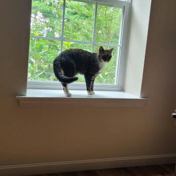 Nugget -  Domestic Short Hair Cat Available for Adoption in Abingdon, Maryland - Nugget | PetCurious