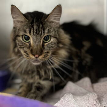 Rescue Domestic Long Hair Cats for Adoption in Oakland, California - Boomer | PetCurious