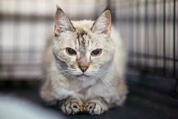 Macy -  Siamese and Tabby Cat for Adoption in Lampasas, Texas - Macy | PetCurious
