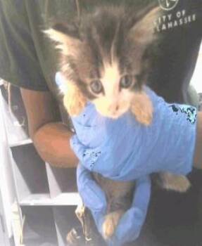 Stanker -  Domestic Short Hair Cat for Adoption in Largo, Florida - Stanker | PetCurious