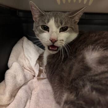 Sky -  Domestic Short Hair Cat for Adoption in Lynchburg, Virginia - Sky | PetCurious