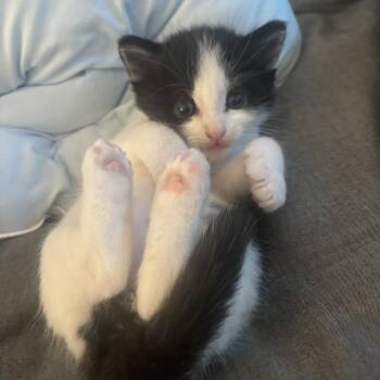 Koopa -  Domestic Medium Hair Cat for Adoption in Long Beach, California - Koopa | PetCurious