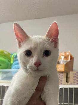 Ollive -  Siamese Cat for Adoption in Bolivar, Missouri - Ollive | PetCurious