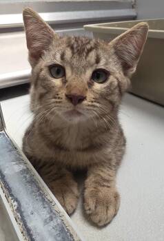 61569242 -  Tabby Cat for Adoption in Elko, Nevada - 61569242 | PetCurious