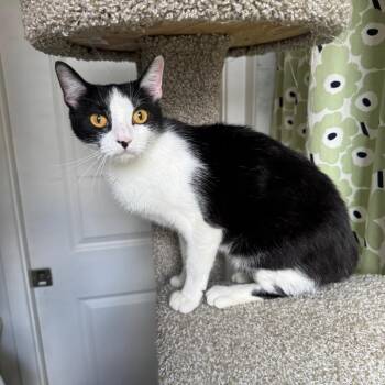 Twinkie -  Domestic Short Hair Cat for Adoption in Gibsonia, Pennsylvania - Twinkie | PetCurious