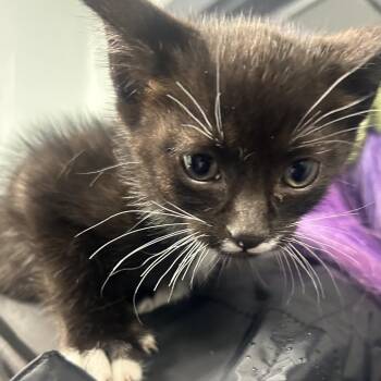 Nosferatu -  Domestic Short Hair Cat for Adoption in Oxford, Mississippi - Nosferatu | PetCurious