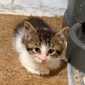 Domestic Short Hair Cats Available for Adoption in Silver Spring, Maryland - Patches (Available 5/23) | PetCurious