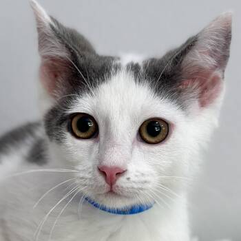 Monsieur Gris -  Domestic Short Hair Cat for Adoption in Victor, New York - Monsieur Gris | PetCurious