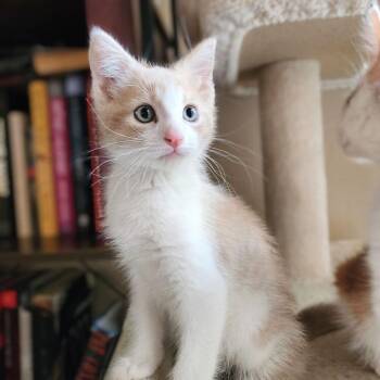 Domestic Short Hair Cats Available for Adoption - Jingle | PetCurious