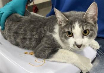 Domestic Short Hair Cats Available for Adoption - ARLIE | PetCurious