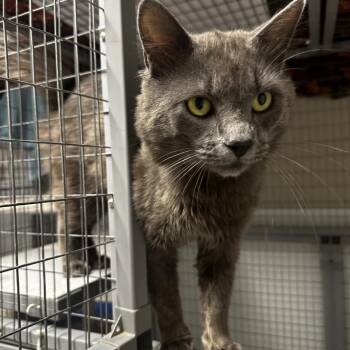 Hex -  Domestic Medium Hair Cat for Adoption in Blue Ridge, Georgia - Hex | PetCurious