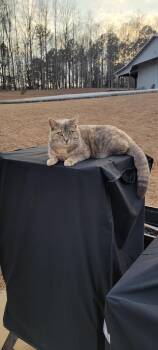 American Shorthair Cats Available for Adoption in Roanoke, Alabama - Ellie | PetCurious