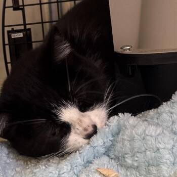 Joyce -  Domestic Short Hair Cat for Adoption in Goleta, California - Joyce | PetCurious