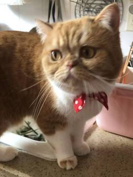 Exotic Shorthair Cats Available for Adoption - Gege ( Friendly & Loving) | PetCurious