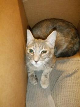 Rescue Domestic Short Hair Cats for Adoption in San Jose, California - A1383593 | PetCurious