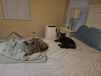 Lila -  Domestic Short Hair Cat for Adoption in San Antonio, Texas - Lila | PetCurious