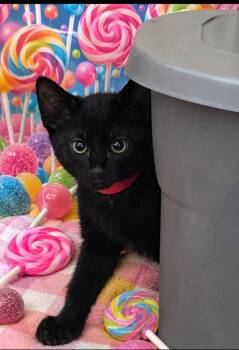 Domestic Short Hair Cats Available for Adoption in Washington Court House, Ohio - Chocolate Chip | PetCurious