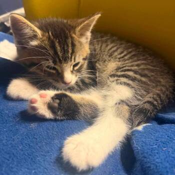 Einstein B -  Domestic Short Hair Cat for Adoption in Inwood, West Virginia - Einstein B | PetCurious