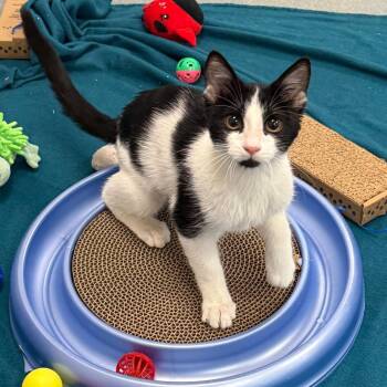 Agent Honeydew -  Domestic Short Hair Cat for Adoption in West Palm Beach, Florida - Agent Honeydew | PetCurious