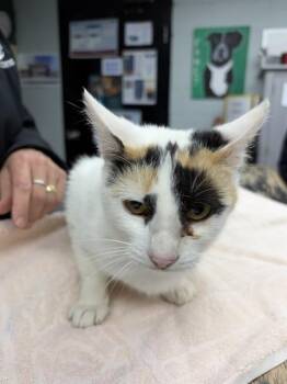 Domestic Short Hair Cats Available for Adoption in Chester, South Carolina - ELENI | PetCurious