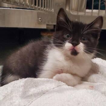 Jackie -  Domestic Short Hair Cat for Adoption in Smithville, Tennessee - Jackie | PetCurious