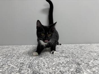 Rescue Domestic Short Hair and American Shorthair Cats for Adoption in Frankfort, Indiana - Nevada | PetCurious