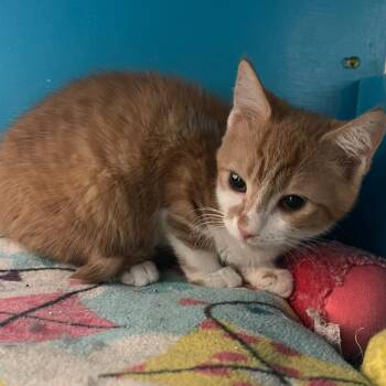 Rescue Domestic Short Hair Cats for Adoption in Indiana, Pennsylvania - Marigold | PetCurious