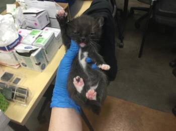 Domestic Short Hair Cats Available for Adoption - A1894454 | PetCurious