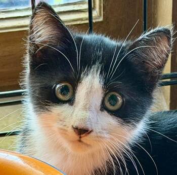 Paisley -  Tuxedo Cat for Adoption in Greenfield, California - Paisley | PetCurious