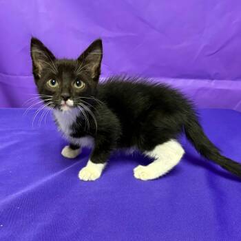 Chuck -  Domestic Short Hair Cat for Adoption in North Myrtle Beach, South Carolina - Chuck | PetCurious