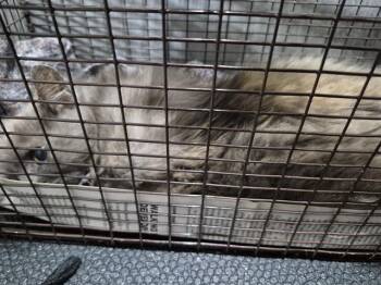 Domestic Long Hair Cats Available for Adoption in San Antonio, Texas - V | PetCurious
