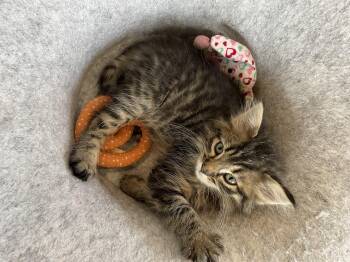 TaiLung -  Domestic Long Hair Cat for Adoption in Bonners Ferry, Idaho - TaiLung | PetCurious
