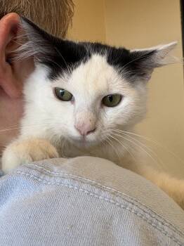 Rescue Domestic Medium Hair Cats for Adoption in Powder Springs, Georgia - Thyme | PetCurious