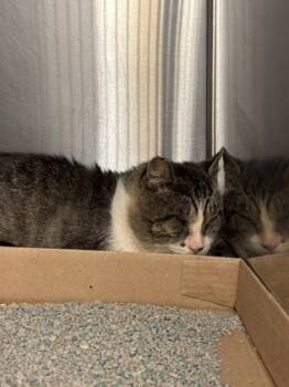 Rescue Domestic Short Hair Cats for Adoption in Batavia, Ohio - Wonder Paws | PetCurious