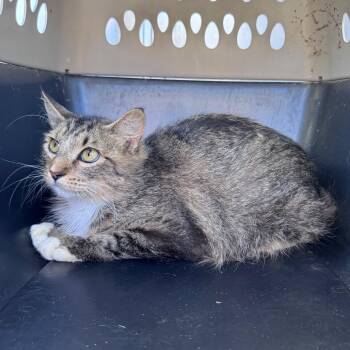 Domestic Short Hair Cats Available for Adoption in Austin, Texas - Fruit Ninja | PetCurious