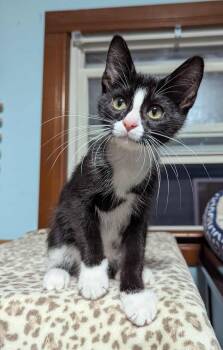 Rescue Domestic Short Hair Cats for Adoption in Little Falls, Minnesota - Karter | PetCurious