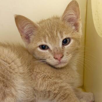 Raptor -  Domestic Short Hair Cat for Adoption in Cooperstown, New York - Raptor | PetCurious
