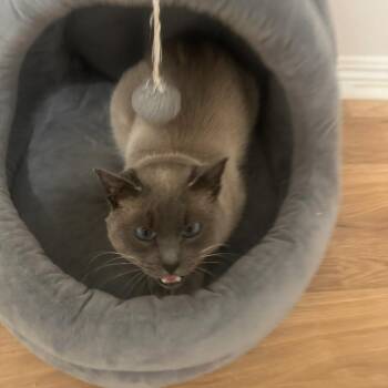 Bruni -  Siamese Cat for Adoption in Brea, California - Bruni | PetCurious
