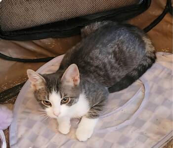 Oakley -  Domestic Short Hair Cat for Adoption in Pasco, Washington - Oakley | PetCurious