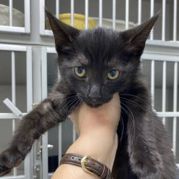 Domestic Short Hair Cats Available for Adoption in Los Angeles, California - Gomez | PetCurious