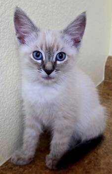 Blake -  Domestic Short Hair and Siamese Cat for Adoption in Campbell, California - Blake | PetCurious