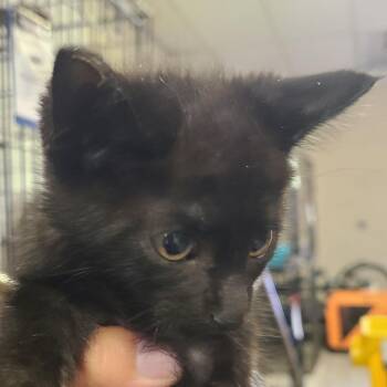 Arthur -  Domestic Short Hair Cat for Adoption in Hemet, California - Arthur | PetCurious