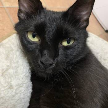 Rescue Domestic Short Hair Cats for Adoption in Hamilton, Ontario - Sable - A Young Mama Ready To Be Spoiled! | PetCurious