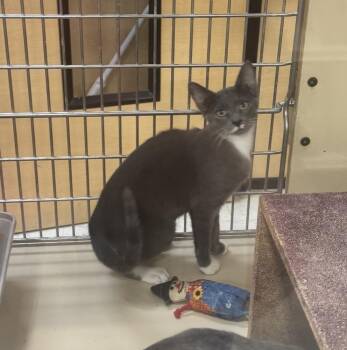 Boots -  Russian Blue and Domestic Short Hair Cat for Adoption in Plumerville, Arkansas - Boots | PetCurious