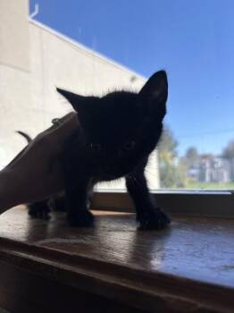 Spider -  Domestic Short Hair Cat for Adoption in Kennewick, Washington - Spider | PetCurious