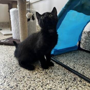 Domestic Short Hair Cats Available for Adoption in Ashland, Ohio - Belly | PetCurious