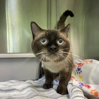 Casper -  Siamese Cat for Adoption in Greenbelt, Maryland - Casper | PetCurious