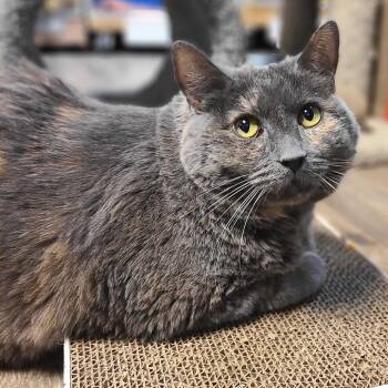 Domestic Short Hair Cats Available for Adoption in Las Vegas, Nevada - Leona | PetCurious